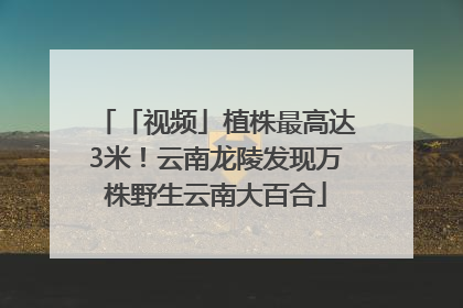 「视频」植株最高达3米！云南龙陵发现万株野生云南大百合