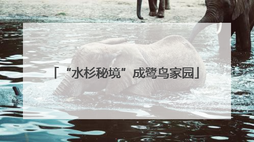 “水杉秘境”成鹭鸟家园