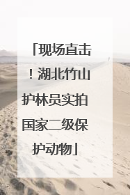 现场直击！湖北竹山护林员实拍国家二级保护动物