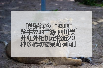 熊猫深夜“圈地”、羚牛故地重游 四川崇州红外相机定格近20种珍稀动物呆萌瞬间