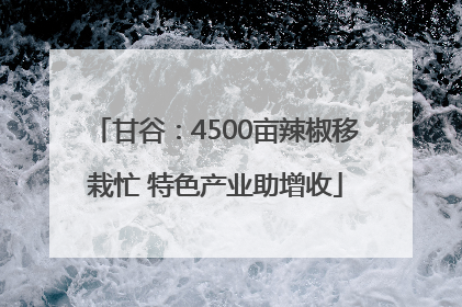 甘谷：4500亩辣椒移栽忙 特色产业助增收