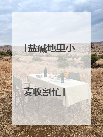 盐碱地里小麦收割忙
