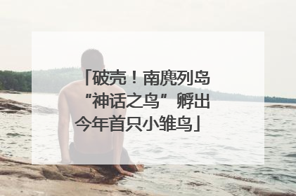破壳！南麂列岛“神话之鸟”孵出今年首只小雏鸟