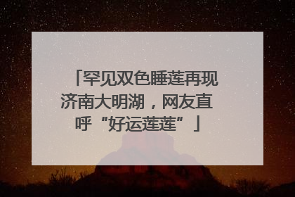 罕见双色睡莲再现济南大明湖，网友直呼“好运莲莲”