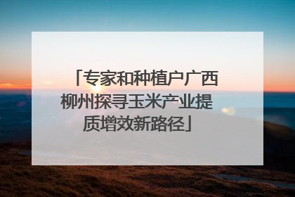 专家和种植户广西柳州探寻玉米产业提质增效新路径