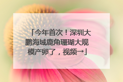 今年首次！深圳大鹏海域鹿角珊瑚大规模产卵了，视频→