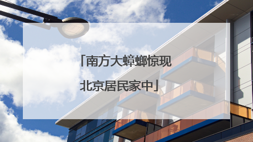 南方大蟑螂惊现北京居民家中