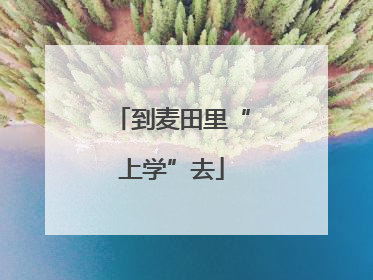 到麦田里“上学”去