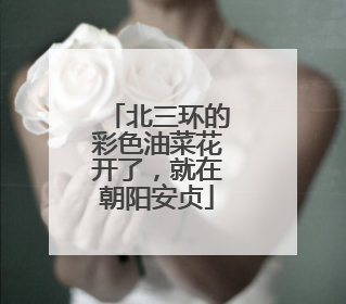 北三环的彩色油菜花开了，就在朝阳安贞