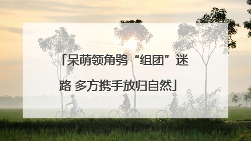 呆萌领角鸮“组团”迷路 多方携手放归自然