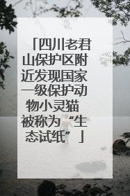 四川老君山保护区附近发现国家一级保护动物小灵猫 被称为“生态试纸”