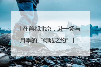 在首都北京，赴一场与月季的“倾城之约”