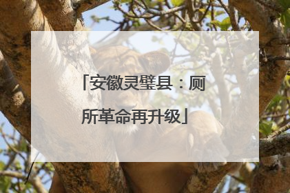 安徽灵璧县：厕所革命再升级
