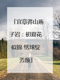 宜章莽山燕子岩：初夏花似锦 绣球绽芳颜