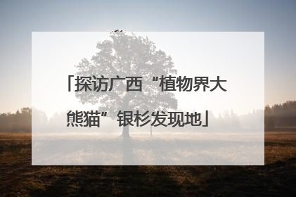 探访广西“植物界大熊猫”银杉发现地