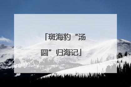 斑海豹“汤圆”归海记