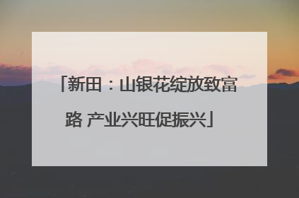 新田：山银花绽放致富路 产业兴旺促振兴