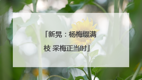 新晃：杨梅缀满枝 采梅正当时