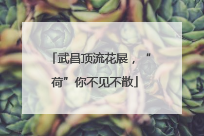 武昌顶流花展，“荷”你不见不散