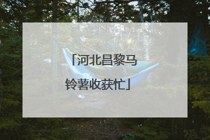 河北昌黎马铃薯收获忙