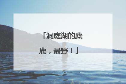洞庭湖的麋鹿，最野！