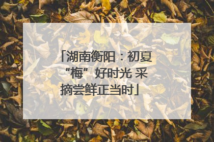 湖南衡阳：初夏“梅”好时光 采摘尝鲜正当时