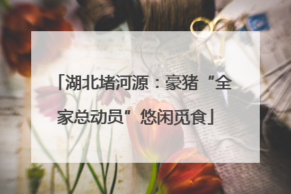 湖北堵河源：豪猪“全家总动员”悠闲觅食