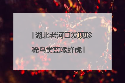 湖北老河口发现珍稀鸟类蓝喉蜂虎