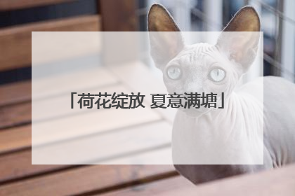 荷花绽放 夏意满塘