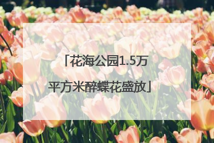 花海公园1.5万平方米醉蝶花盛放