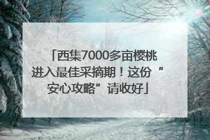 西集7000多亩樱桃进入最佳采摘期！这份“安心攻略”请收好