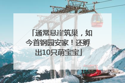 通常悬崖筑巢，如今首钢园安家！还孵出10只萌宝宝