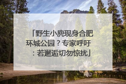 野生小麂现身合肥环城公园？专家呼吁：若邂逅切勿惊扰