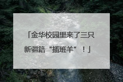 金华校园里来了三只新疆籍“插班羊”！