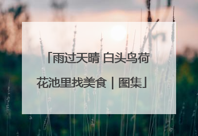 雨过天晴 白头鸟荷花池里找美食｜图集