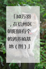 30万羽，在信州区朝阳镇有个鹌鹑养殖基地（图）
